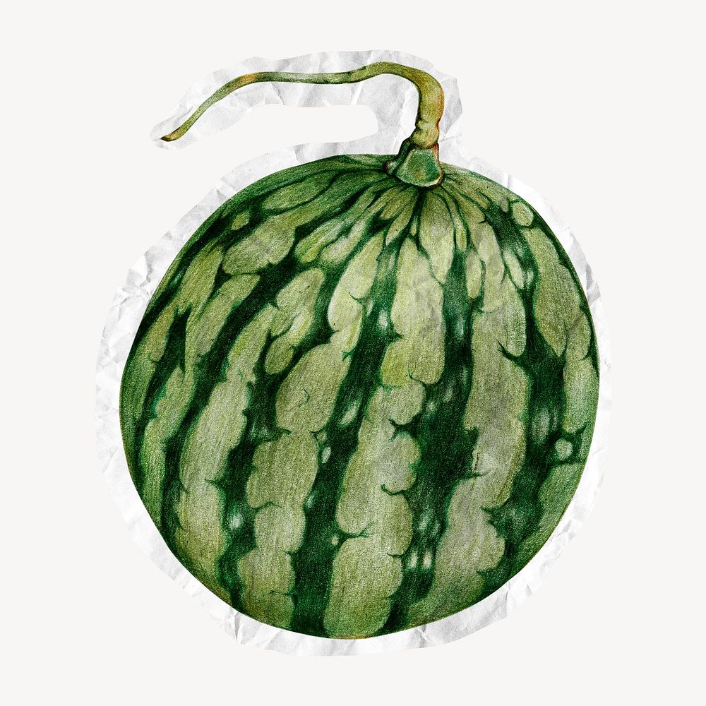 Watermelon, tropical fruit illustration