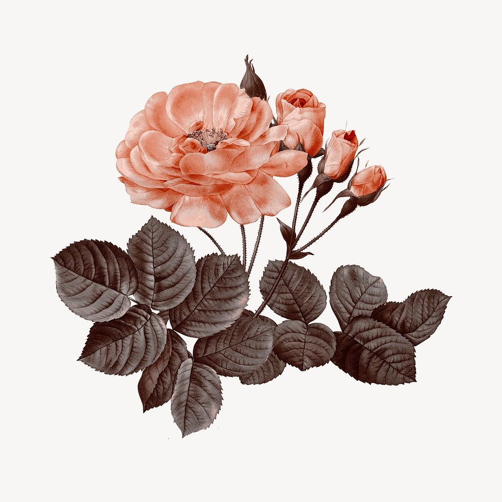 Vintage damask rose flower illustration