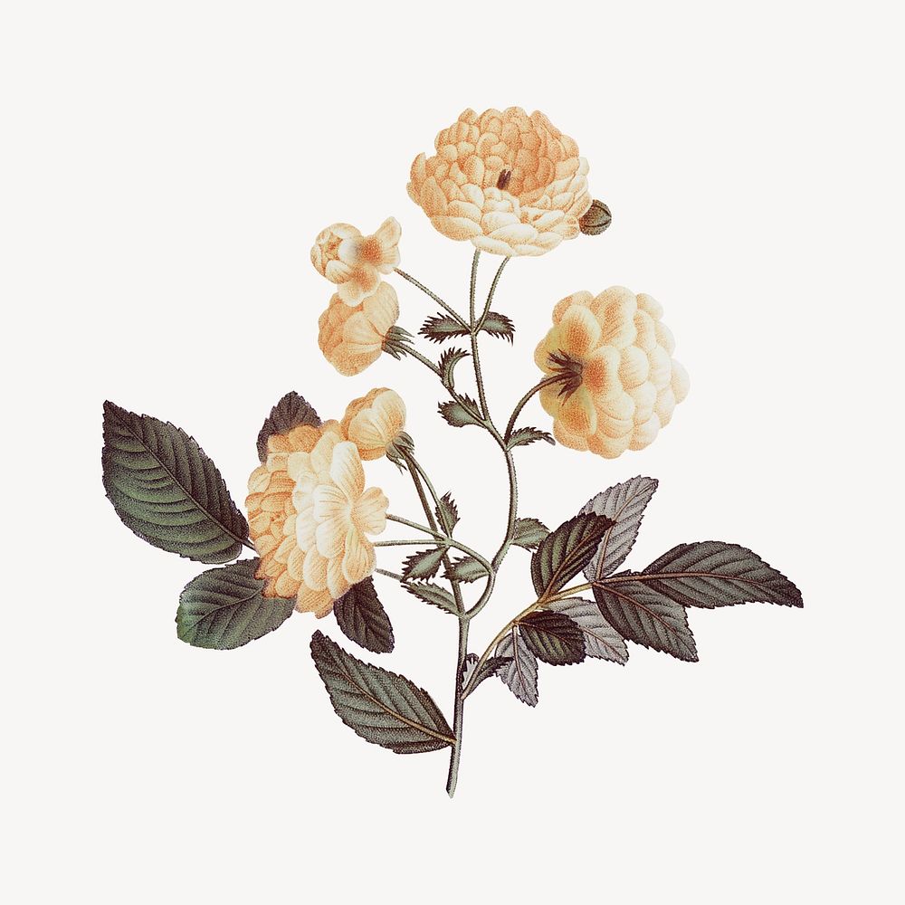 Vintage rose flower, botanical illustration