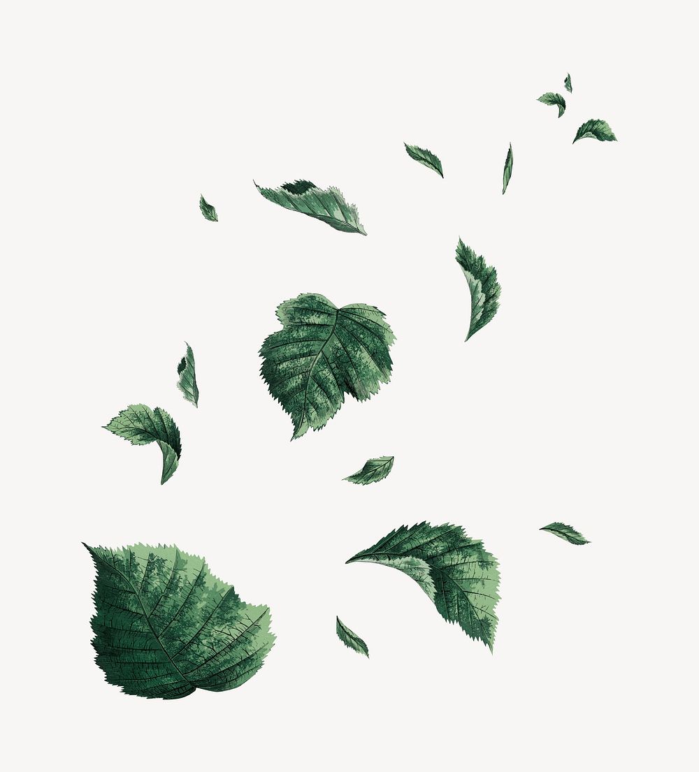 Falling leaf vintage botanical illustration