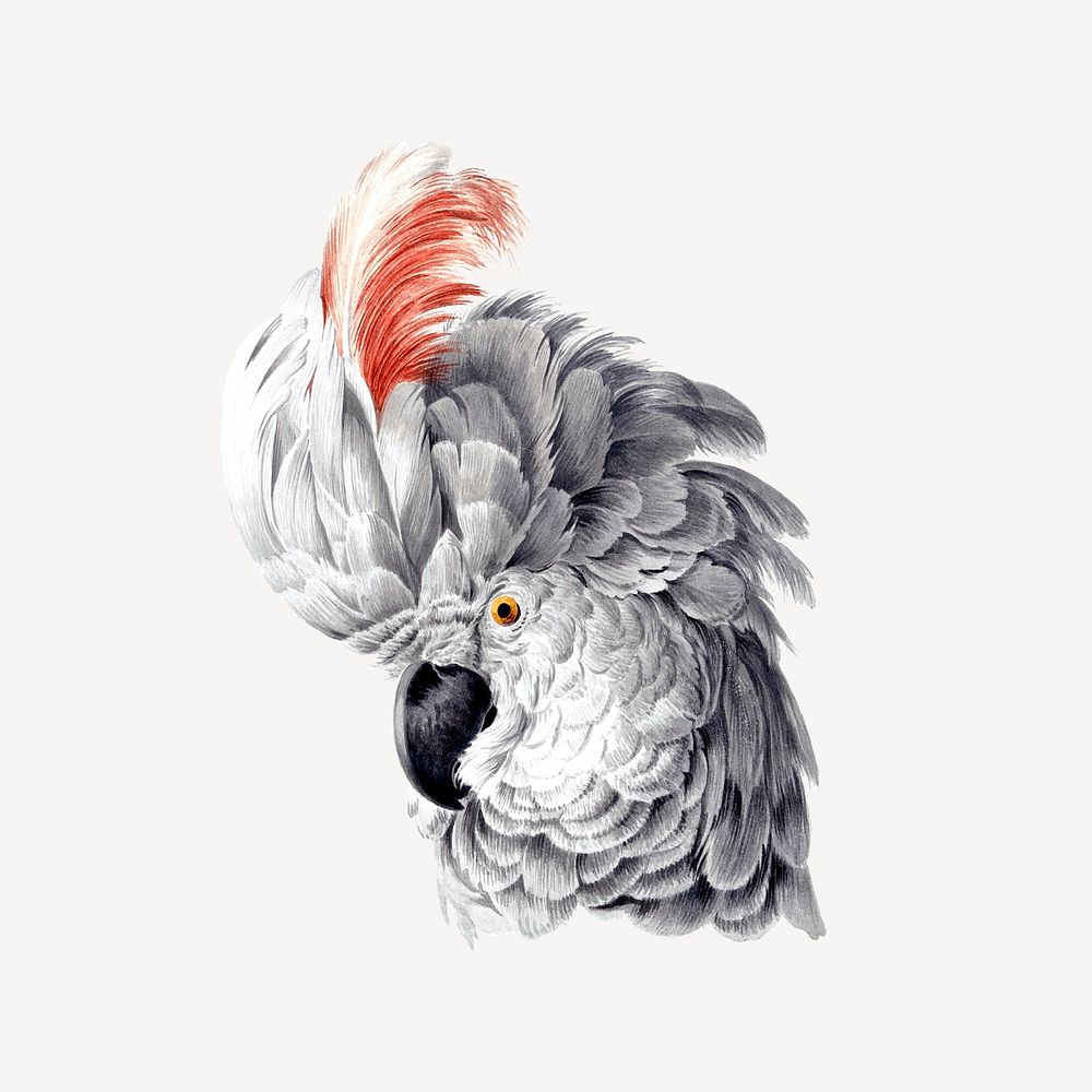 Cockatoo head, animal illustration graphic