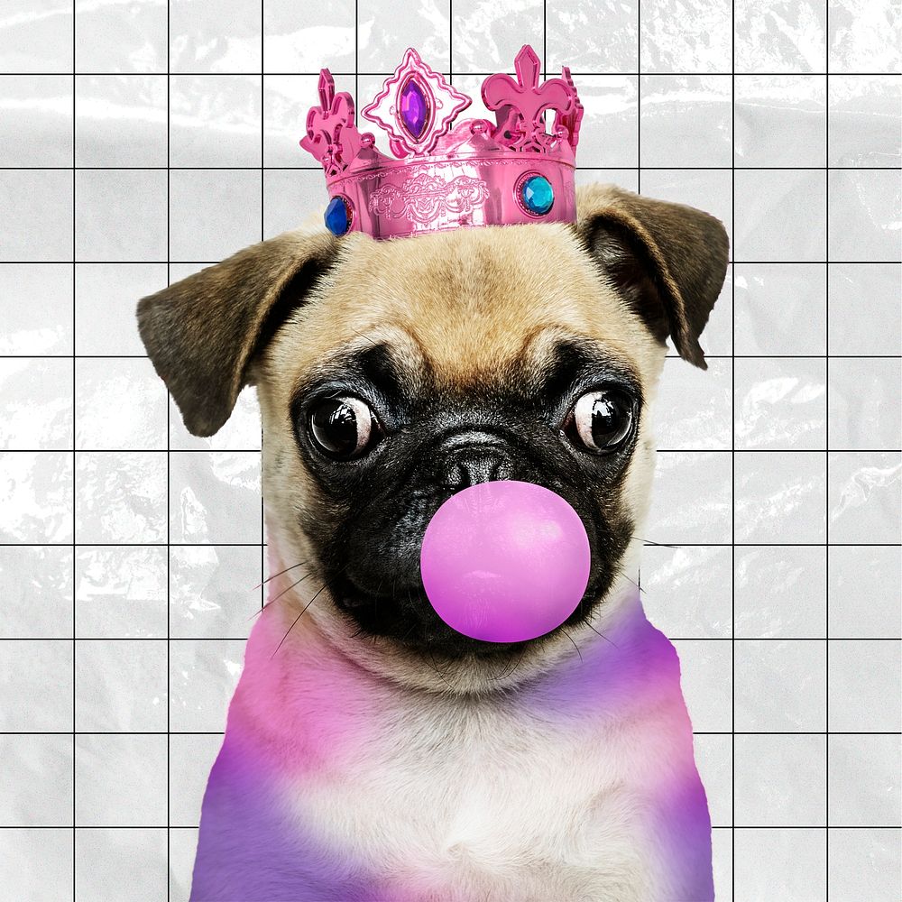 Pug puppy blowing bubble gum, animal photo psd