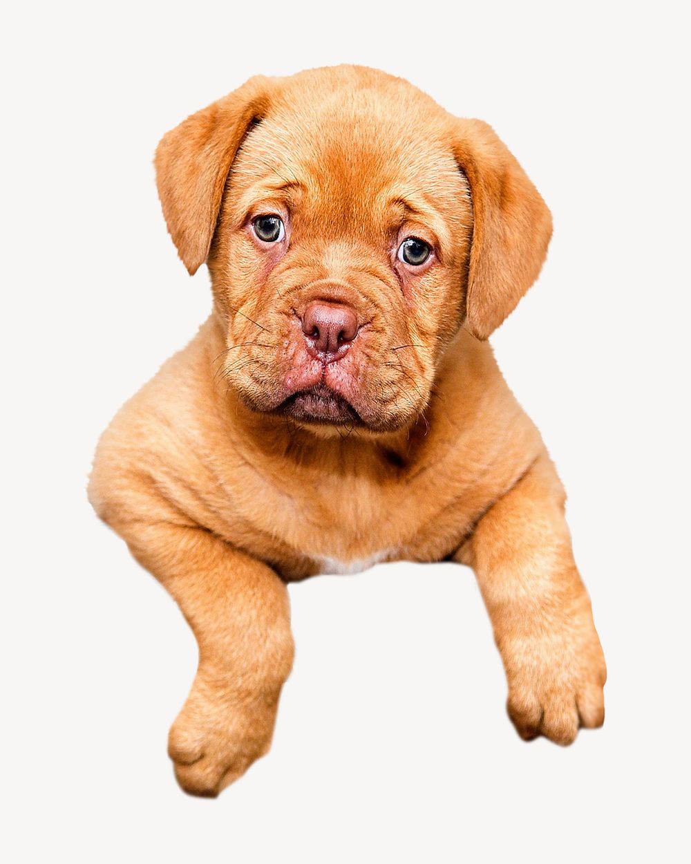 Cute puppy, isolated animal image psd