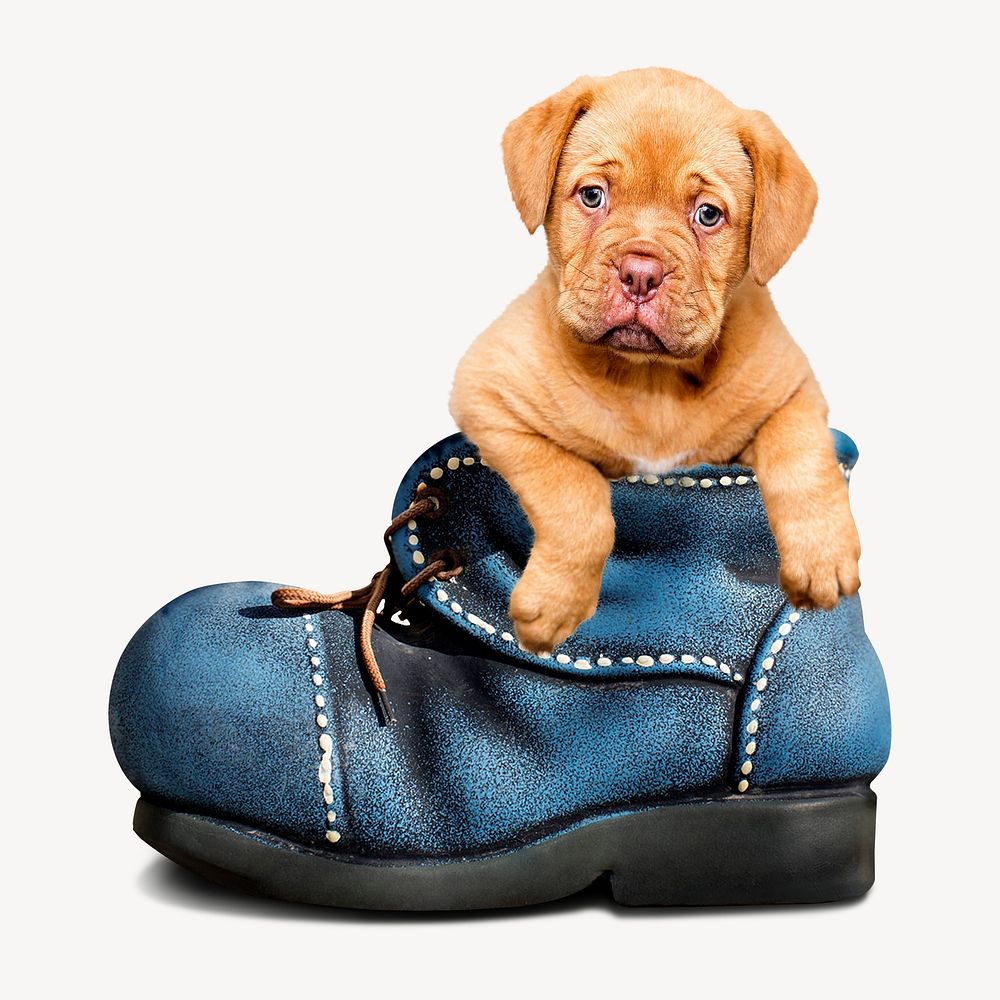 Cute puppy in a boot psd
