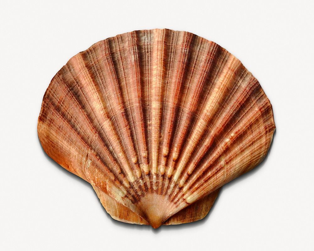 Clam shell, isolated object image psd