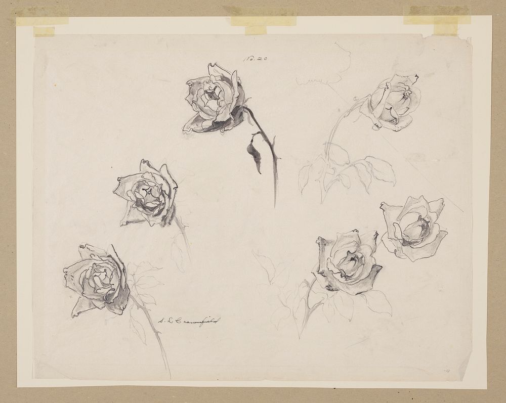 Study of Roses by Sophia L. Crownfield