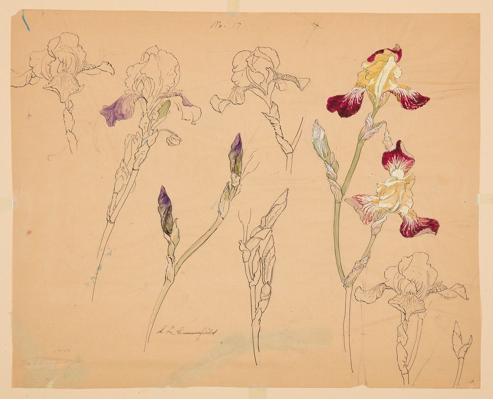 Studies of Irises by Sophia L. Crownfield