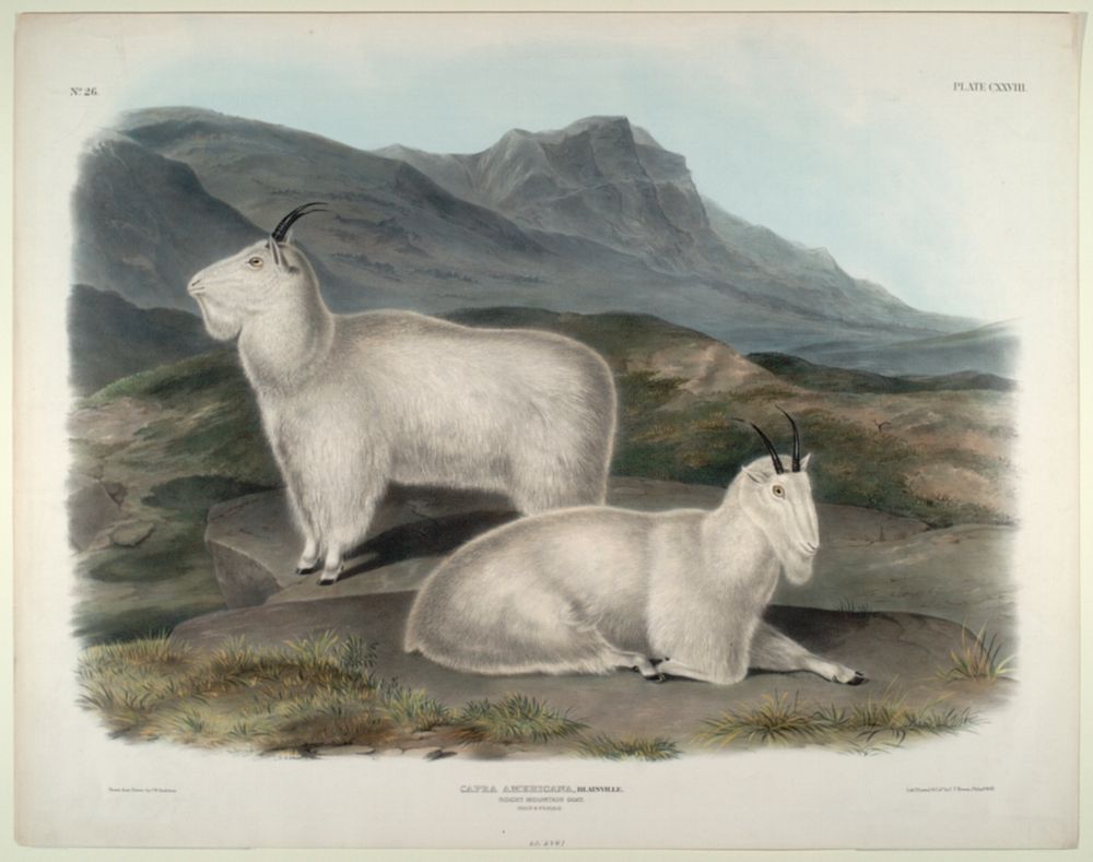 Rocky Mountain Goat (Capra Americana) from the viviparous quadrupeds of North America (1845) illustrated by John Woodhouse…