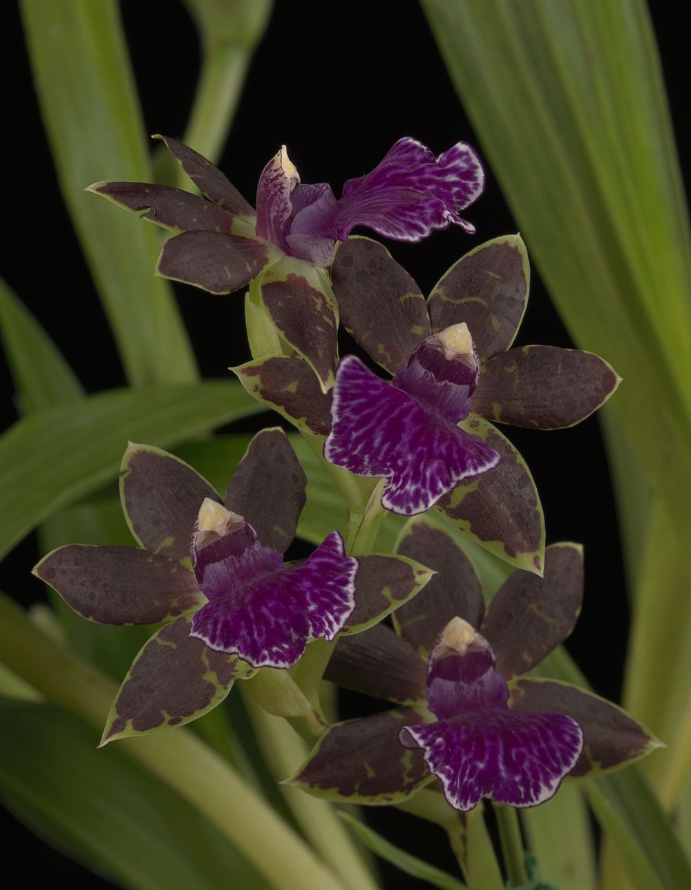 Zygopetalum Advance Australia 'H.O.F.'