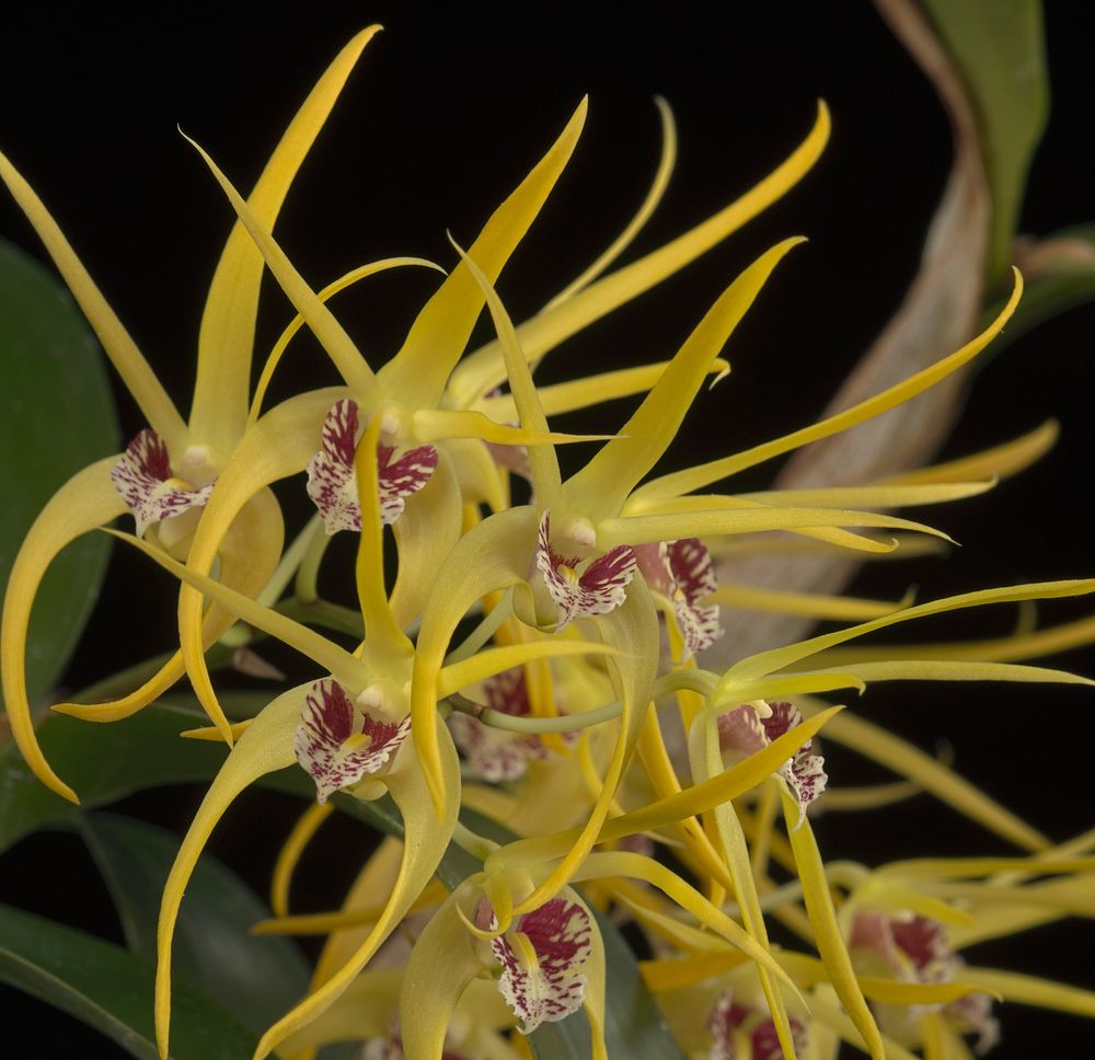 Dendrobium Hilda Poxon