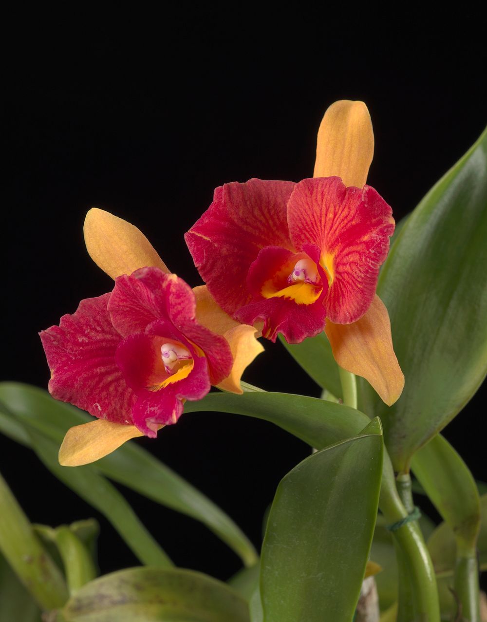 Rhyncholaeliocattleya Denis Roessiger