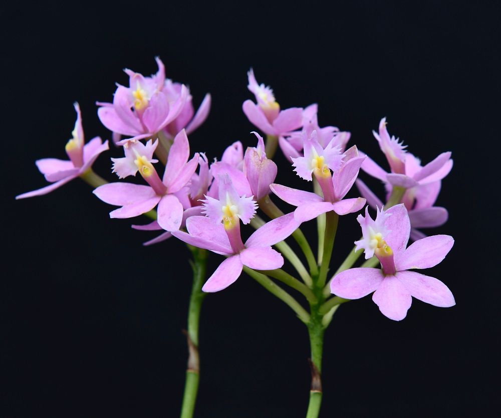 Epidendrum Miura Valley