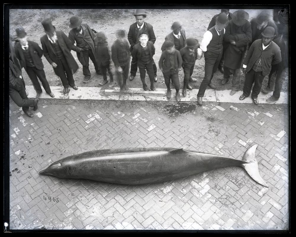 Gervais' Beaked Whale Specimen with Onlookers Gathered Around