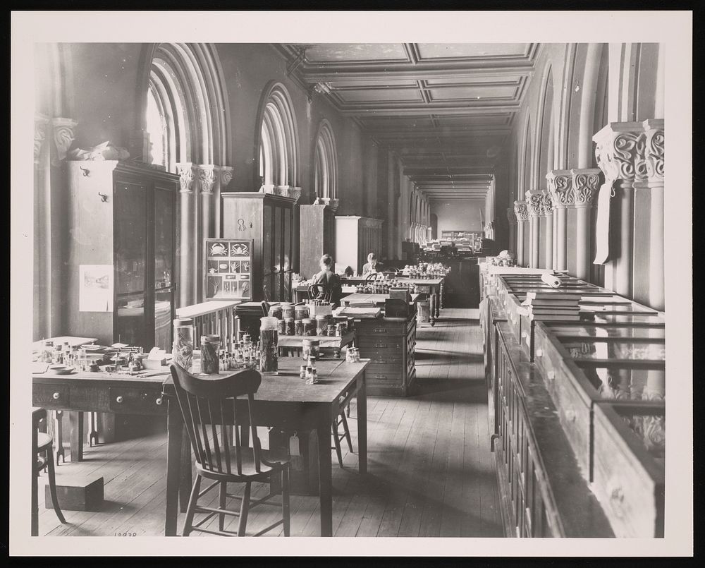 Division of Marine Invertebrates, Lower Main Hall, Smithsonian Institution Building, or Castle