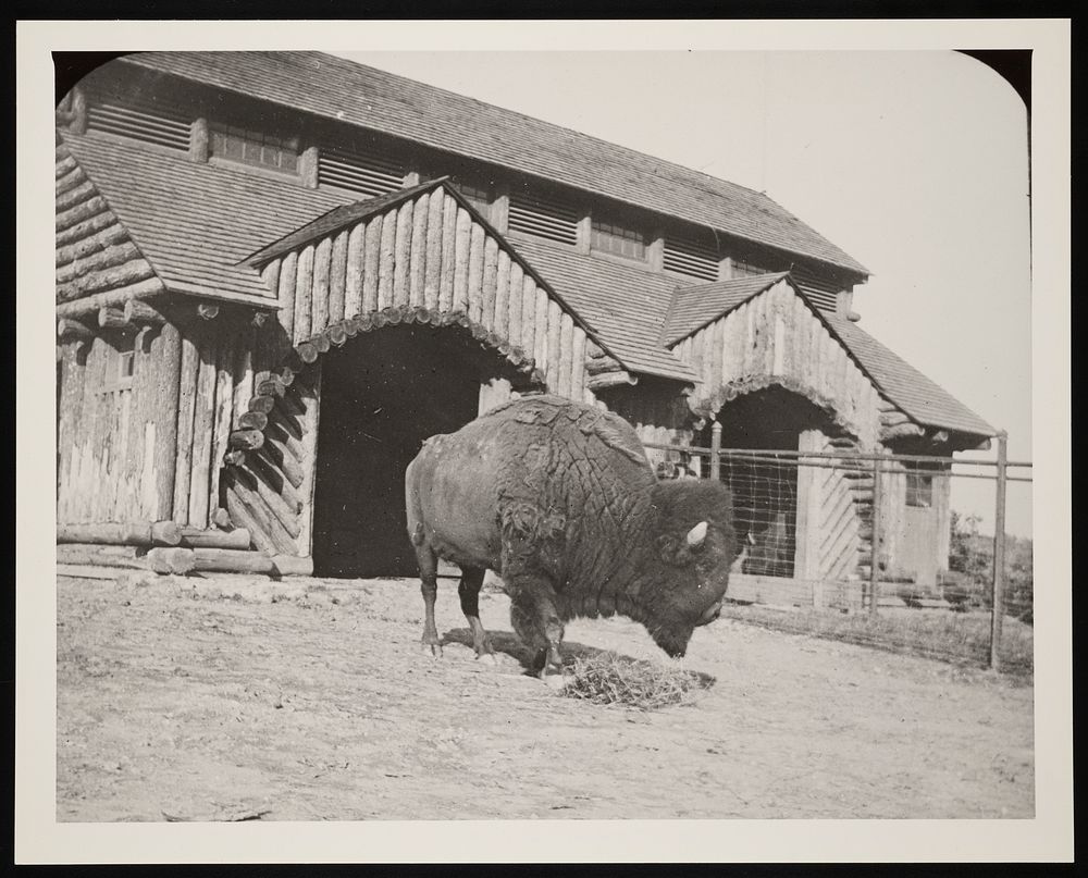 National Zoological Park, Buffalo Barn