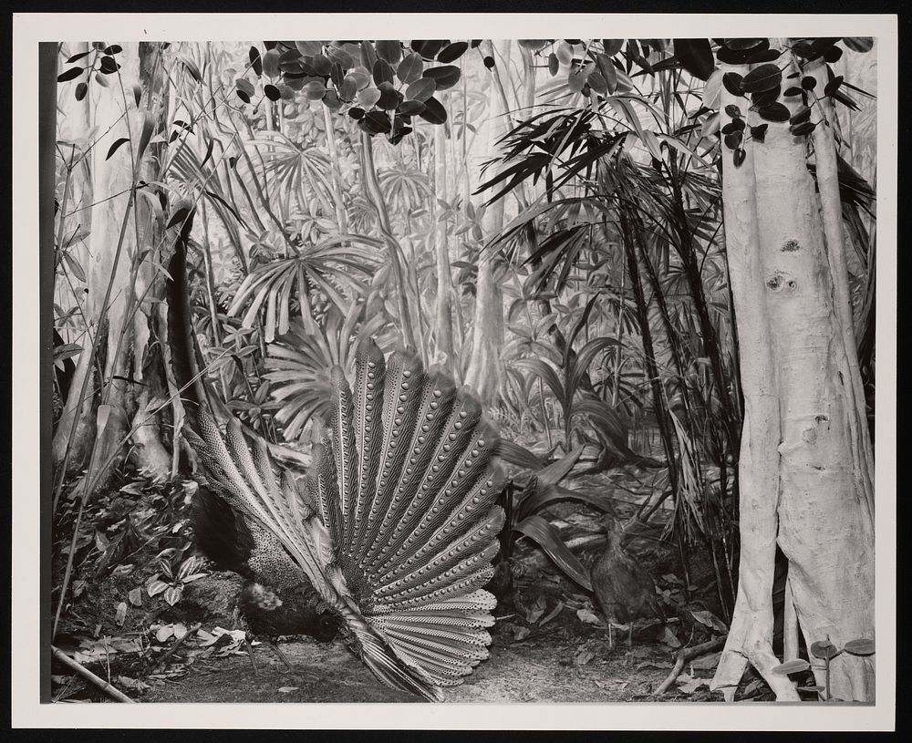 Bird Hall, Natural History Building