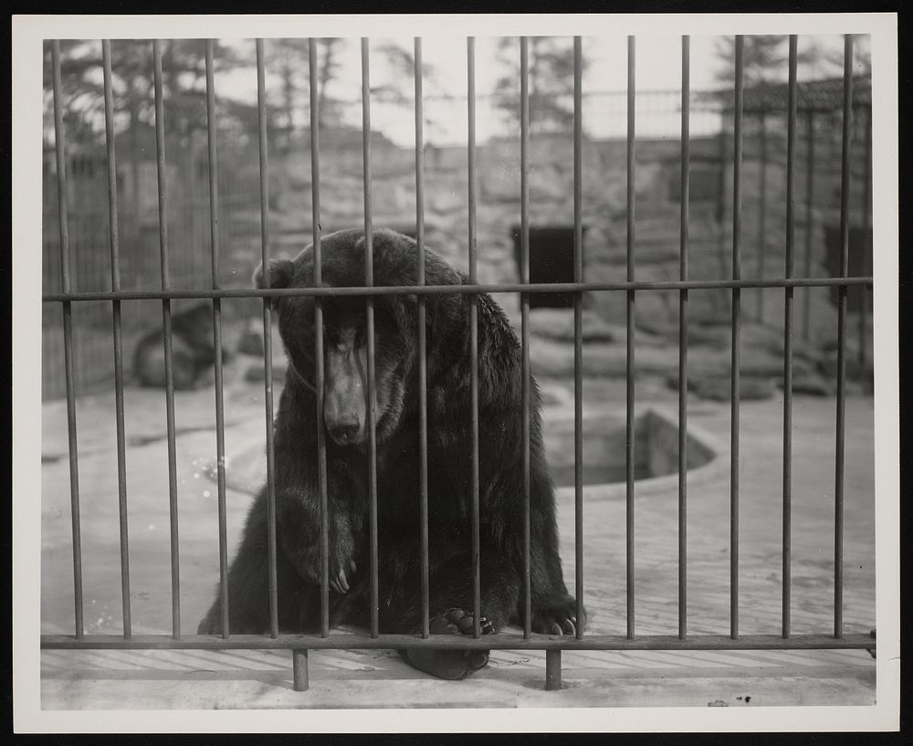 National Zoological Park, Bear