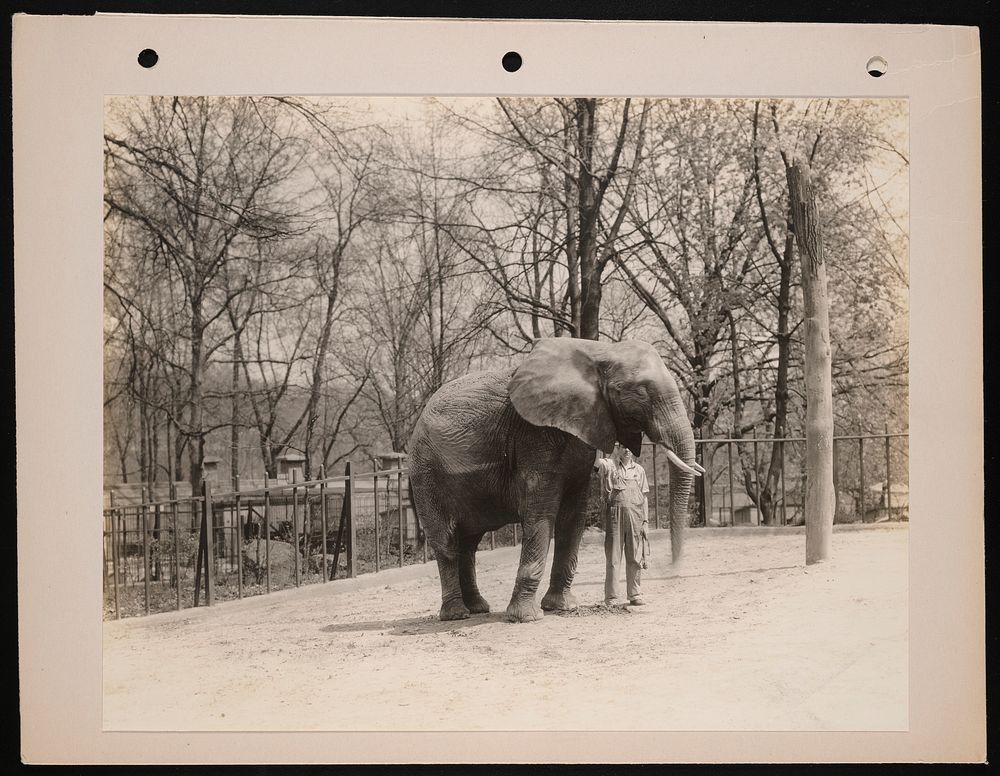 National Zoological Park, African Elephant