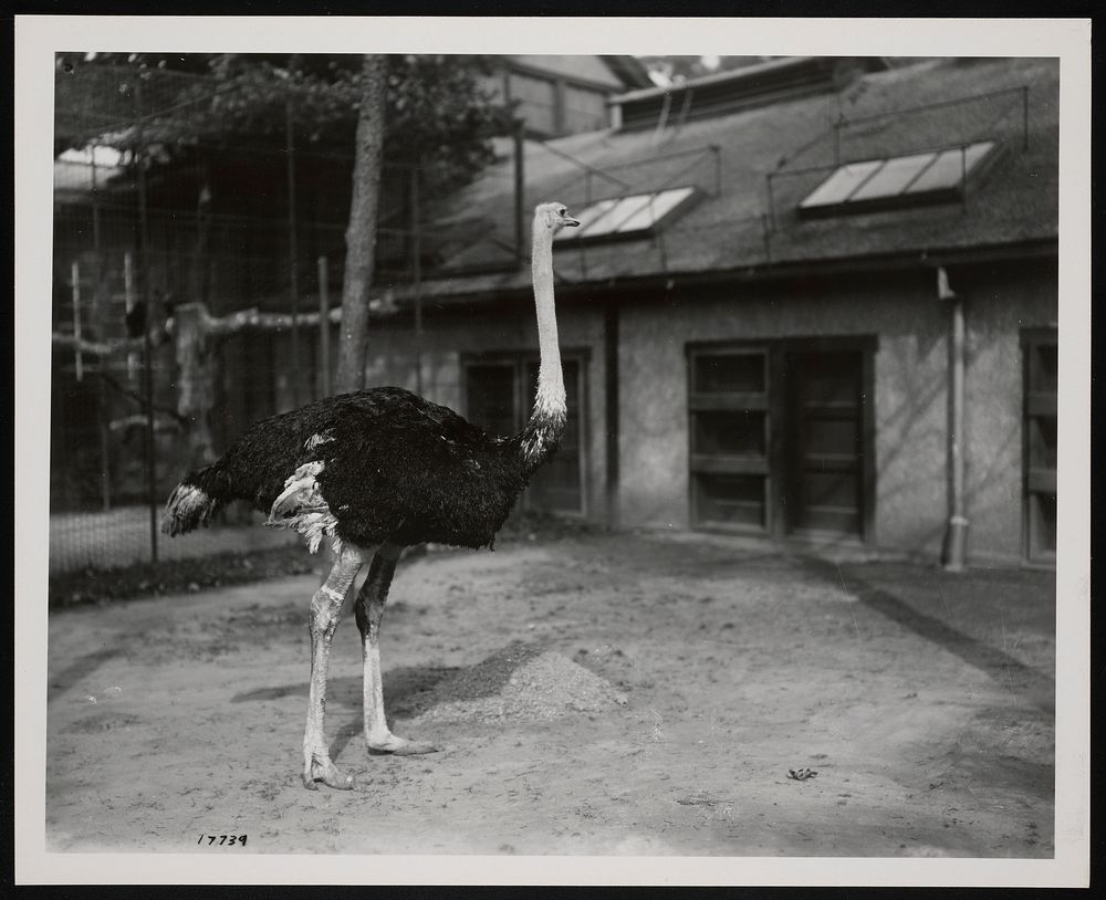 National Zoological Park, Ostrich