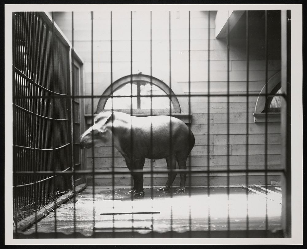 National Zoological Park, South American Tapir
