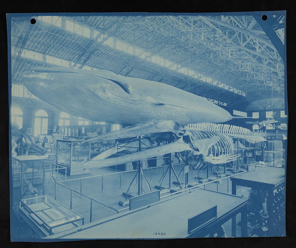 Louisiana Purchase Exposition, St. Louis, Missouri, 1904