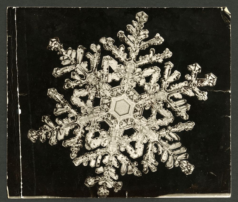 Wilson Bentley Photomicrograph of Stellar Snowflake No. 1093 by Wilson Bentley