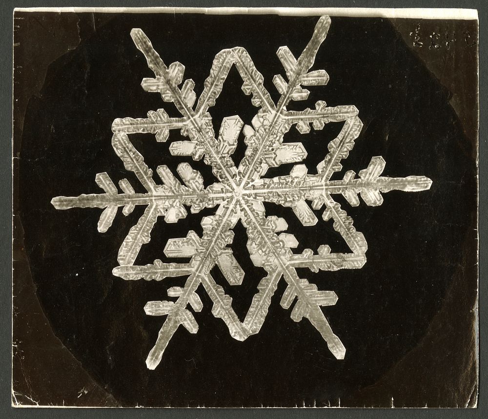 Wilson Bentley Photomicrograph of Fernlike Stellar Snowflake No. 542A  by Wilson Bentley