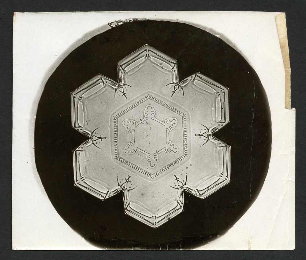 Wilson Bentley Photomicrograph of Stellar Snowflake No. 826  by Wilson Bentley