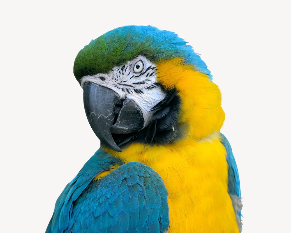 Macaw parrot, isolated animal image psd