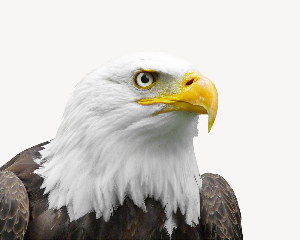 Bald eagle collage element psd