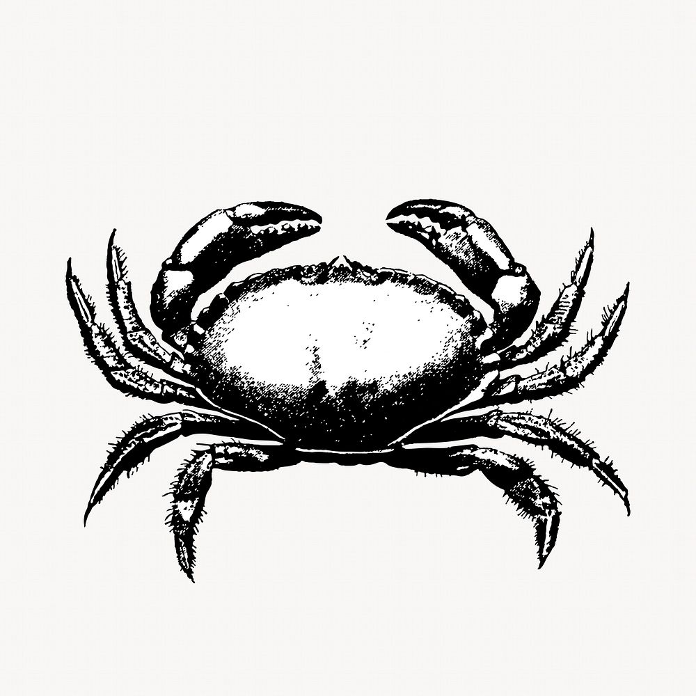 Crab, vintage sea animal illustration Free Photo rawpixel