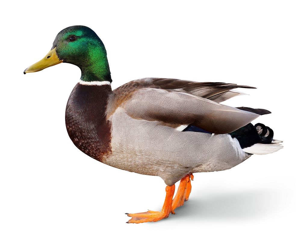 Mallard duck, isolated animal image psd