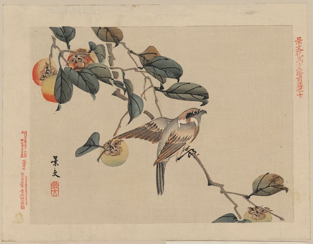 Bird perched on a branch from a fruit persimmon tree by Keibun Matsumura. Original public domain image from the Library of…