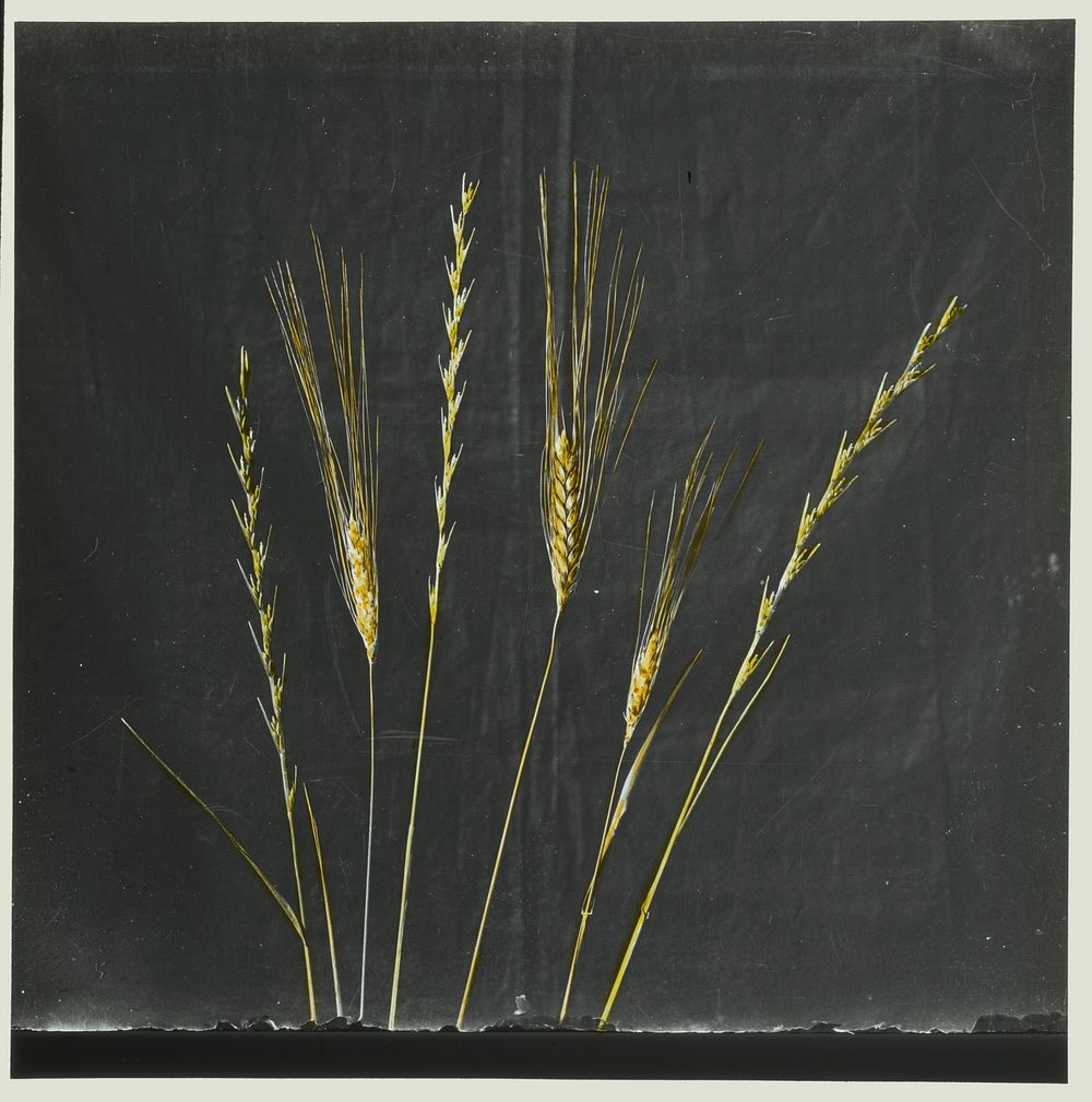 Wildflowers of Palestine. Tares and wheat (1900). Original from the Library of Congress.