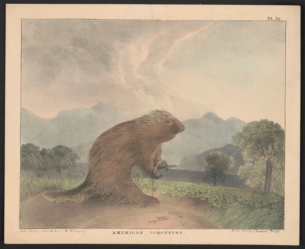 American porcupine from nature and on stone by T. Doughty. Original from the Library of Congress.