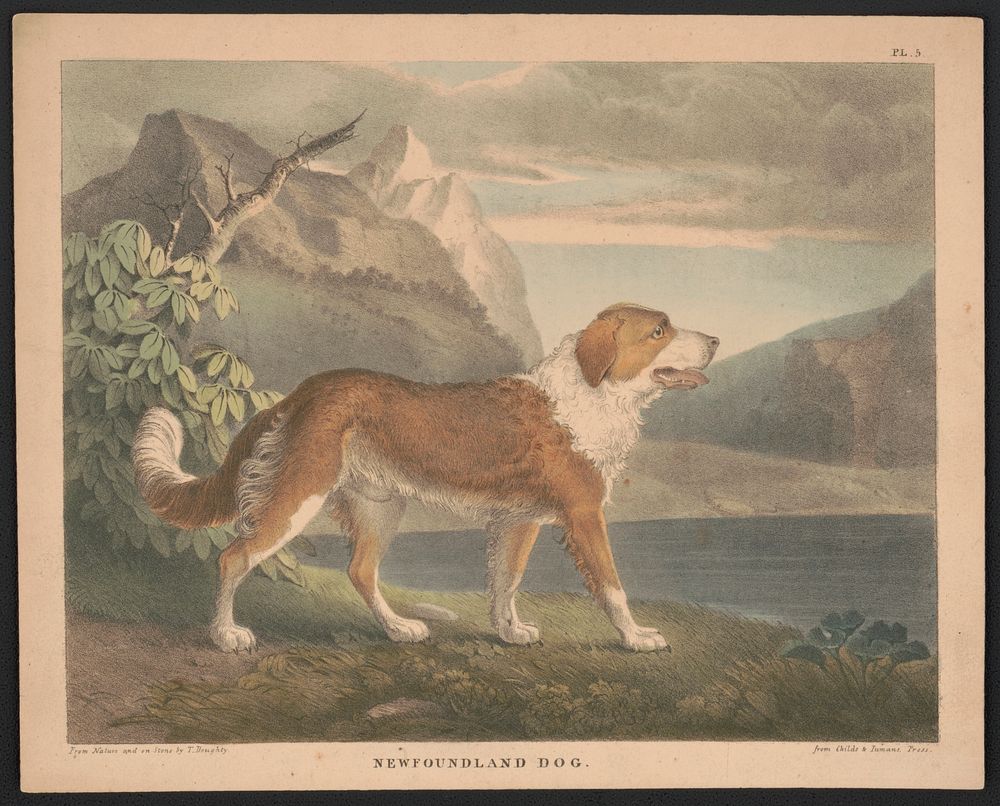 Newfoundland dog from nature and on stone by T. Doughty. Original from the Library of Congress.