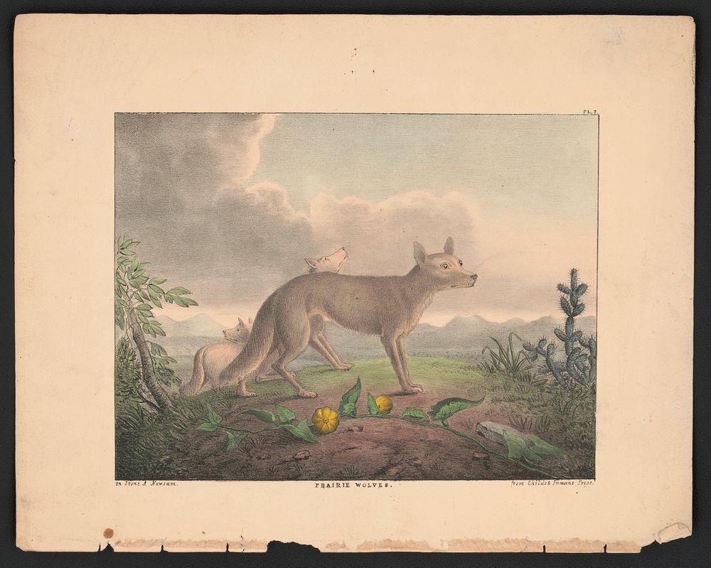 Prairie wolves (1830-1835). Original from the Library of Congress.