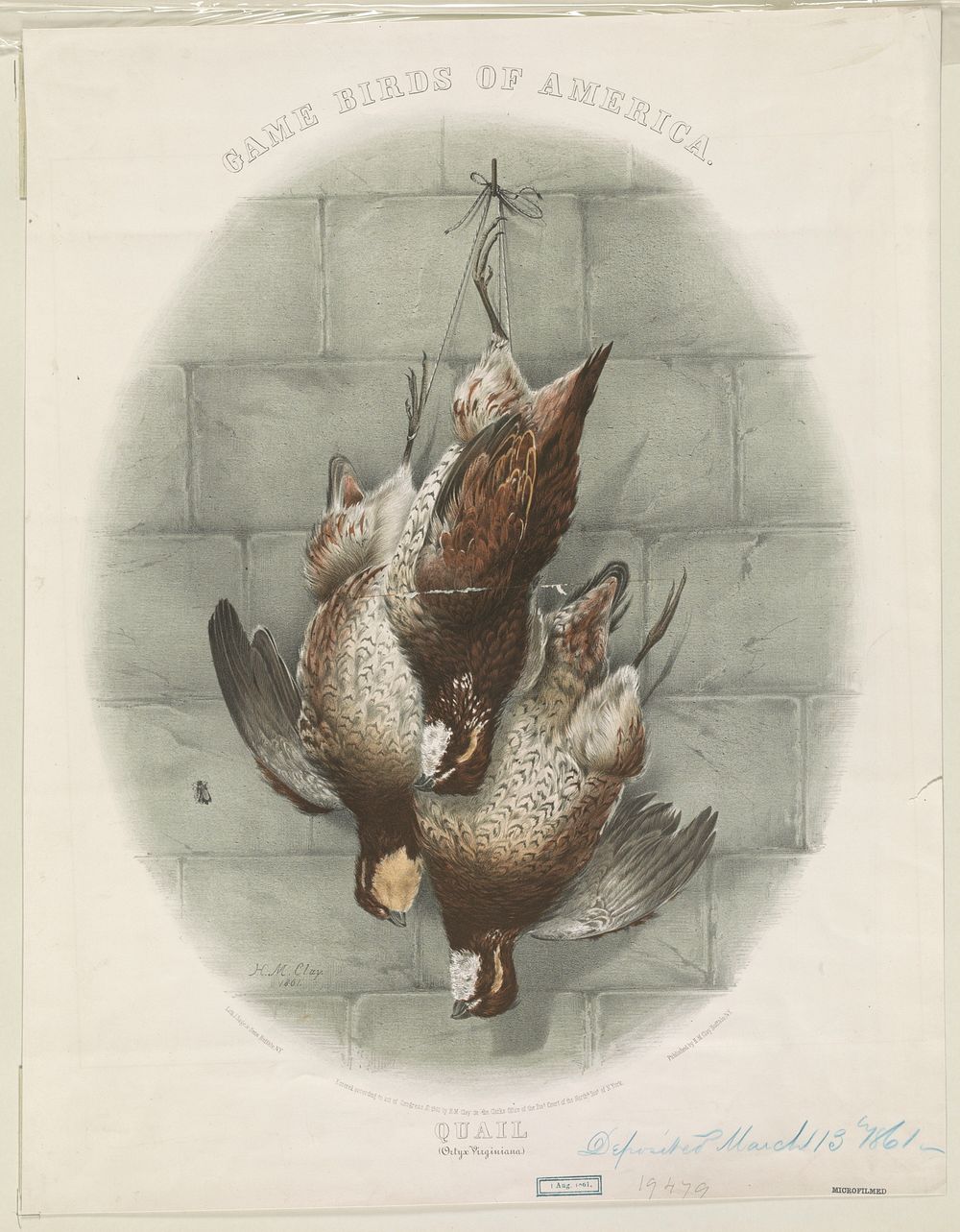 Game birds of America. Quail (Ortyx Virginiana) (1861). Original from the Library of Congress.