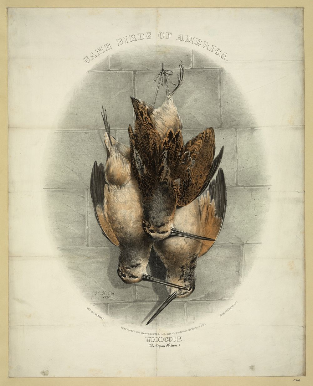 Game birds of America. Woodcock (Scolopax Minor) (1861). Original from the Library of Congress.