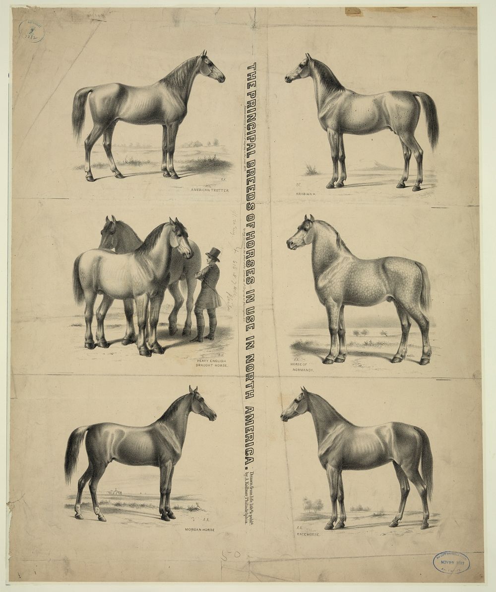 The Principal breeds of horses in use in North America (ca. 1872). Original from the Library of Congress.