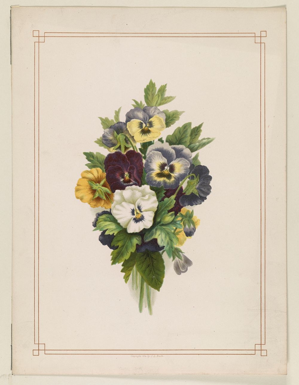 Pansies (1874). Original from the Library of Congress.