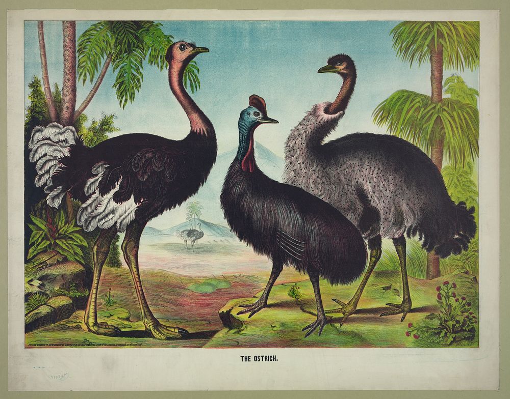 The ostrich (1874). Original from the Library of Congress.