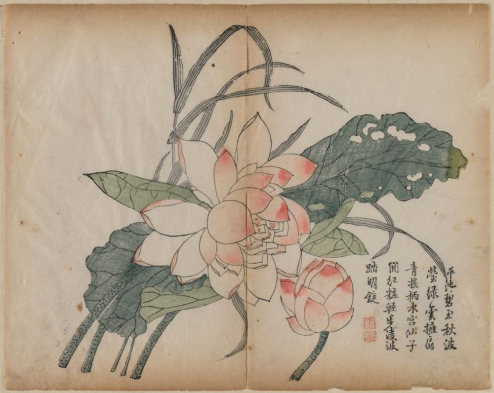 Flowering Lotus and Bud. Original from The Cleveland Museum of Art.