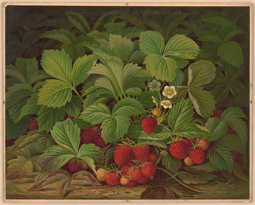 Strawberries (1867). Original from the Library of Congress.