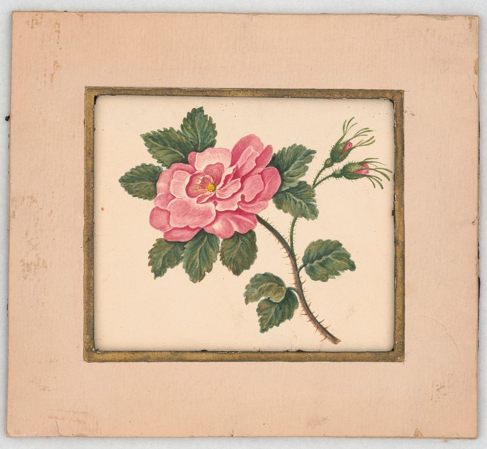 Rose on a stem with leaves and unopened blossoms (1820-1839). Original from the Library of Congress.