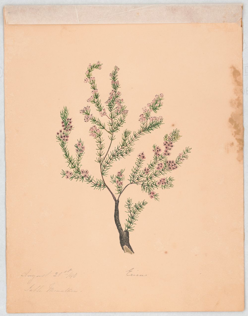Branch of a shrub with needle-like foliage and small pink blossoms (1840). Original from the Library of Congress.