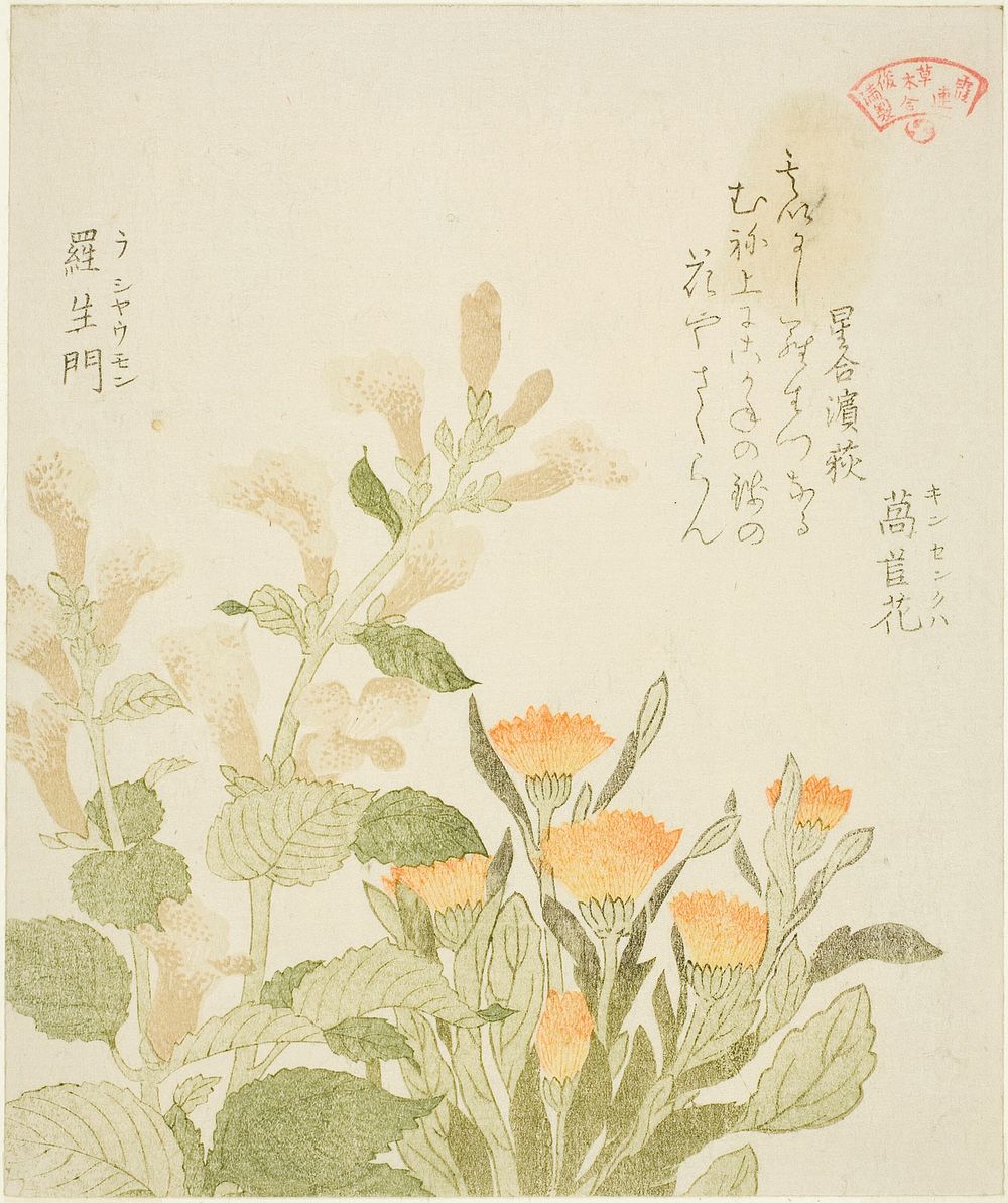 Marigold (Kinsenka) and Rashomon Flowers, from the series &ldquo;Collection of Plants for the Kasumi Poetry Circle (Kasumi…