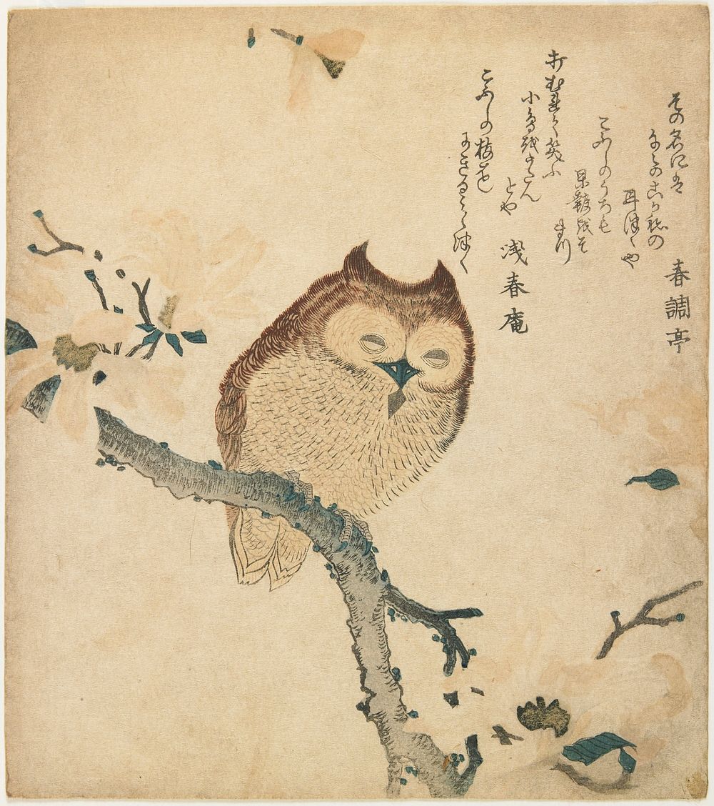 Horned Owl on Flowering Branch during 19th century print in high resolution by Kubota Shunman. Original from the Minneapolis…