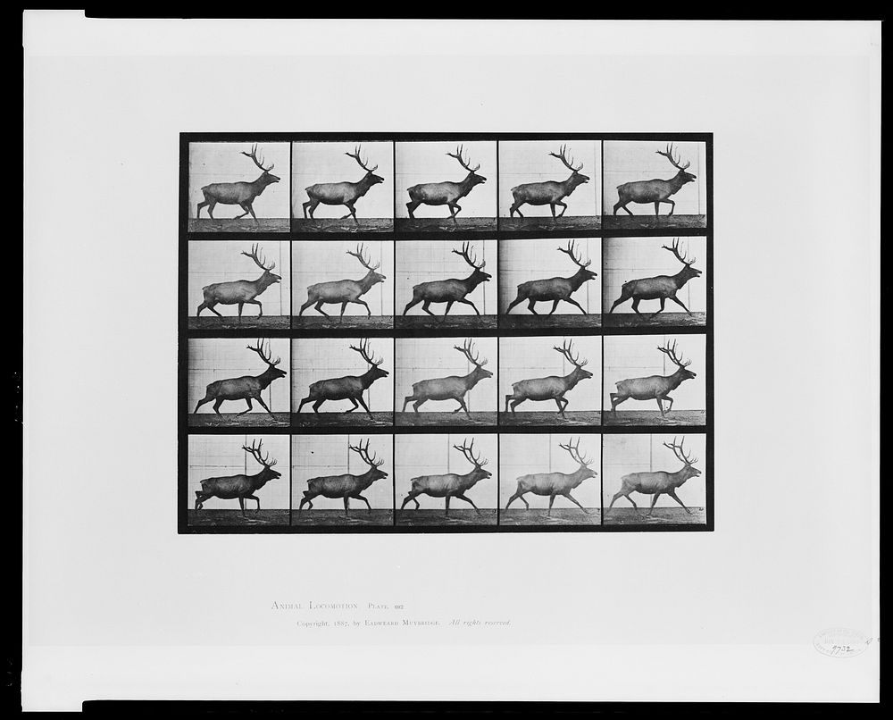 Animal locomotion (ca.1887) photography in high resolution by Eadweard Muybridge.  