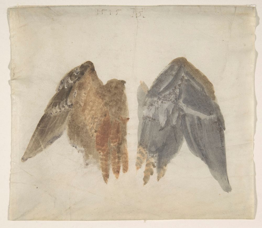 Bittern's Wings: study showing both sides by Albrecht Dürer